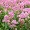 S�ckelblume Ceanothus delilianus Marie Rose (� Hortival Diffusion)