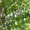 Japanischer Kuchenbaum, Lebkuchenbaum Katsurabaum (Cercidiphyllum japonicum)