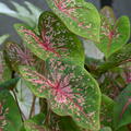 Buntblatt, Caladium 'Pink Beauty'
