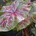 Buntblatt, Caladium Seafoam Pink, Blattschmuck, Knollenpflanze