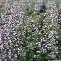 Calamintha nepeta 'Blue Cloud' Lubera