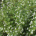 Calamintha nepeta 'Weisser Riese'