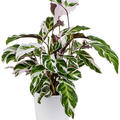 Calathea 'Fusion White', im 14cm Topf, H�he 40cm, Breite 35cm
