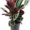 Calathea 'Marion', Busch, im 24cm Topf, H�he 70cm, Breite 40cm