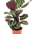 Calathea 'Medallion', Busch, im 19cm Topf, H�he 70cm, Breite 45cm