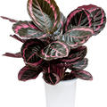 Calathea 'Suprise Star', Tuff, im 17cm Topf, H�he 50cm, Breite 65cm