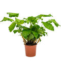 Calathea musaica (Network), Busch, im 17cm Topf, H�he 50cm, Breite 30cm