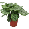 Calathea orbifolia, Busch, im 24cm Topf, H�he 75cm, Breite 60cm