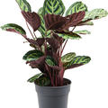 Calathea rosea-picta var. illustris, Busch, im 24cm Topf, H�he 70cm, Breite 40cm