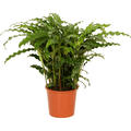 Calathea rufibarba 'Blue grass', im 17cm Topf, H�he 50cm, Breite 40cm