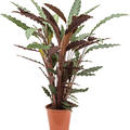 Calathea rufibarba 'Wavestar', Busch, im 19cm Topf, H�he 75cm, Breite 40cm