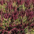 Mehrfarbige Knospenheide Twingirls� rot/ gelb