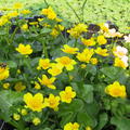 Sumpfdotterblume