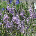 Camassia Aurora, Pr�rielilie