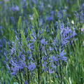 Pr�rielilie 'Caerulea'