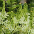 Pr�rielilie 'Alba'