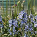 Pr�rielilie 'Blue Candle'