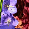 Campanula carpatica 'Blaue Clips', Campanula carpatica 'Blaue Clips'