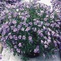 Campanula cochleariifolia 'Blue Baby'