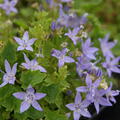 Campanula garganica 'Major'