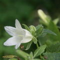 Campanula ochrocarpus 'Mevrouw van Vollenhoven'