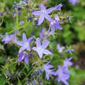 Bl�ten