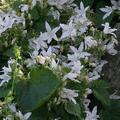 Campanula poscharskyana 'Weissranke'