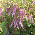 Campanula punctata 'Pink Octopus' -R-