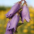 Campanula punctata 'Sarastro'