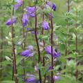 Campanula trachelium