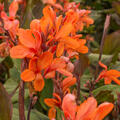 Canna indica 'Ingeborg', Blumenrohr