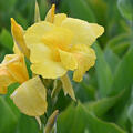 Canna indica Richard Wallace, Blumenrohr