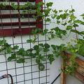 Cantaloupe-Zuckermelone 'Charentais' Cucumis melo var. cantalupensis