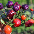 Chili, Capsicum annuum, Freilandchili Happy Pumpkin