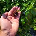 Chili Chocolate Scotch Bonnet, braune Chili, rundliche Chili