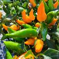 Chili Friesdorfer Selection, orange Chili, spitze Chili, sehr scharfe Chili