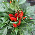 Chili, OpenSky, Freilandchili, Capsicum, SR_22005_013