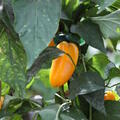 Paprika, gelbe Snackpaprika, OpenSky, Freilandpaprika, Capsicum, Yellow Snack_01