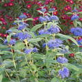 Caryopteris clandonensis 'Dark Knight', Poeppel, Bartblume