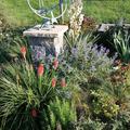 Caryopteris x clandonensisBartblume Kew Blue, etablierte Pflanze