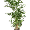 Caryota mitis (150-180), Busch, im 27cm Topf, H�he 165cm, Breite 110cm