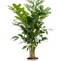 Caryota mitis, Busch, im 24cm Topf, H�he 120cm, Breite 50cm