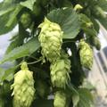 Hopfenpflanze 'Cascade' (Humulus lupulus)