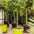 Cassia corymbosa, Stamm, im 40cm Topf, H�he 170cm, Breite 60cm
