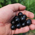 reife, schwarze Einzelfr�chte in einer Hand