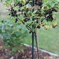 Cassissima� Hochstamm Black Marble, Ribes nigrum