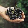 Lubera� Cassissima� Neva�