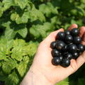 Lubera� Cassissima� Noiroma�