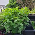 Cassissima� Noiroma�, Ribes nigrum