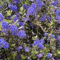 S�ckelblume 'Blue Diamond', Ceanothus x delilianus 'Blue Diamond'
